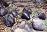 heritage pottery